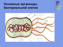 Основные органоиды бактериальной клетки