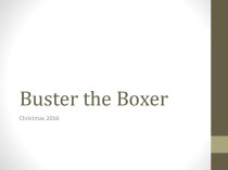 Buster the Boxer