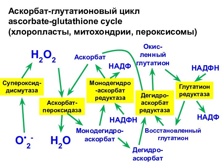 Аскорбат-глутатионовый цикл ascorbate-glutathione cycle (хлоропласты, митохондрии, пероксисомы) Н2О2Супероксид-дисмутазаАскорбат-пероксидазаАскорбатМонодегидро-аскорбатМонодегидро-аскорбат редуктазаДегидро-аскорбат редуктазаГлутатион редуктазаВосстановленныйглутатионОкис-ленныйглутатионО•2-Н2ОДегидро-аскорбатНАДФННАДФНАДФНАДФН