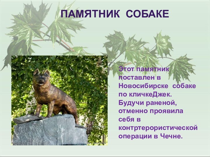 ПАМЯТНИК СОБАКЕЭтот памятник поставлен в Новосибирске собаке по кличкеДжек.Будучи раненой, отменно проявила