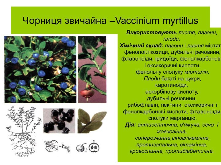 Чорниця звичайна –Vaccinium myrtillusВикористовують листя, пагони, плоди.Хімічний склад: пагони і листя містять