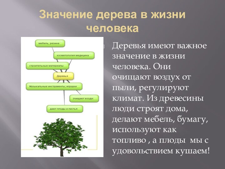 Значение дерева в жизни человекаДеревья имеют важное значение в жизни человека. Они