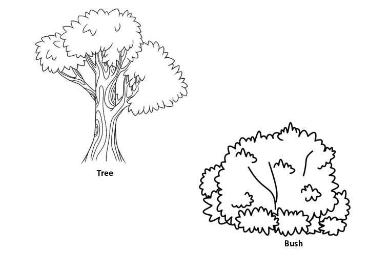 TreeBush