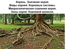 Корень. Значение корня. Виды корней. Корневые системы. Микроскопическое строение корня. Зоны корня. Корневой волосок