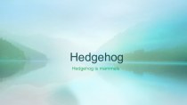 Hedgehog. Fact