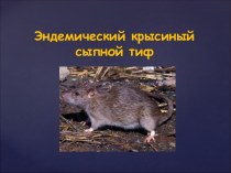 Эндемический крысиный сыпной тиф