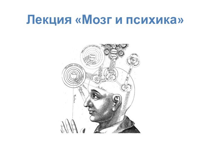 Лекция «Мозг и психика»
