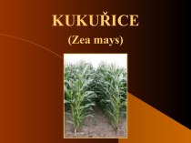 Kukuřice (zea mays)