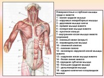 Поверхностные и глубокие мышцы груди и живота