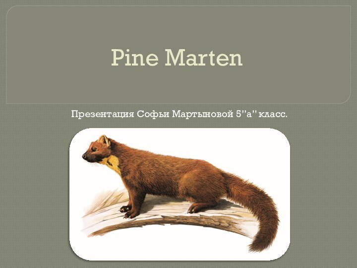 Pine MartenПрезентация Софьи Мартыновой 5”а” класс.
