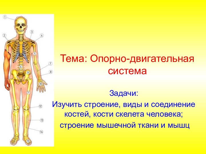 Тема: Опорно-двигательная системаЗадачи:Изучить строение, виды и соединение костей, кости скелета человека; строение мышечной ткани и мышц