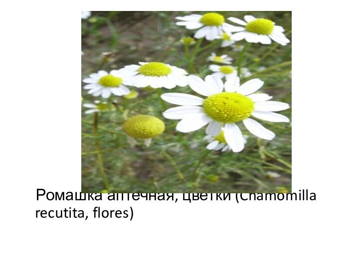 Ромашка аптечная, цветки (Chamomilla recutita, flores)