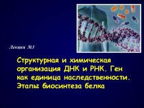 Структурная и химическая организация ДНК и РНК. Ген как единица наследственности. Этапы биосинтеза белка