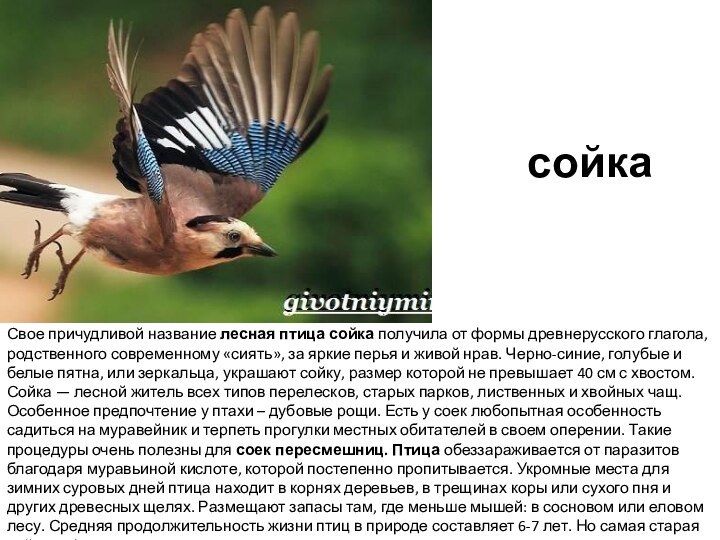 сойкаСвое причудливой название лесная птица сойка получила от формы древнерусского глагола, родственного современному «сиять»,