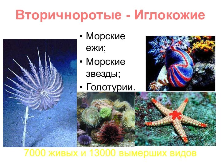 Вторичноротые - ИглокожиеМорские ежи; Морские звезды;Голотурии.Морские лилии 7000 живых и 13000 вымерших видов