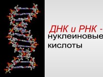 Нуклеиновые кислоты ДНК и РНК