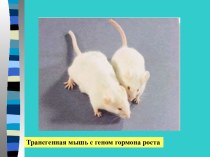 Трансгенная мышь с геном гормона роста