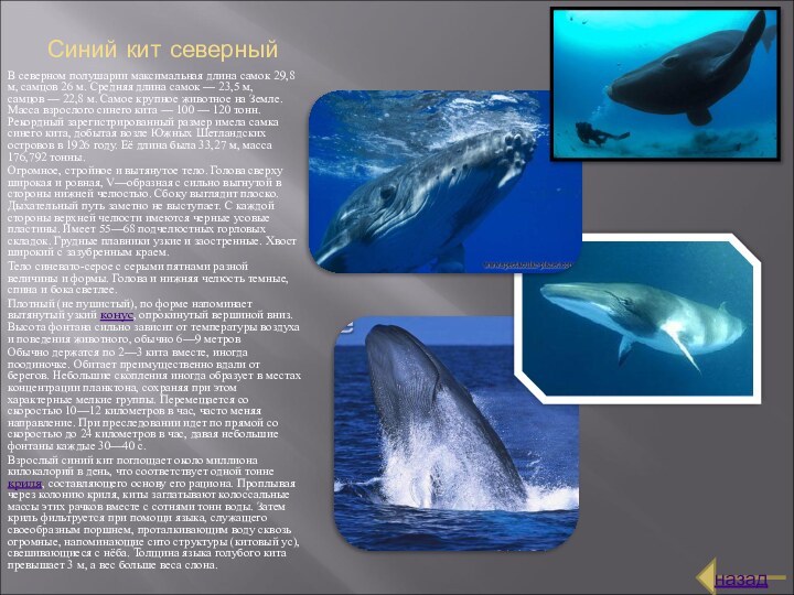 Синий кит северныйВ северном полушарии максимальная длина самок 29,8 м, самцов 26