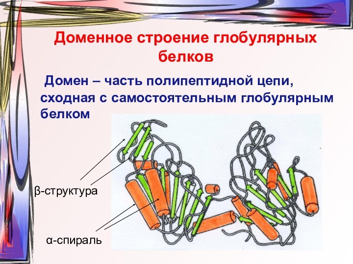 Доменное строение глобулярных белков	Домен – часть полипептидной цепи, сходная с самостоятельным глобулярным белком α-спиральβ-структура