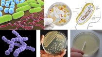The main types of nutrition in microorganisms