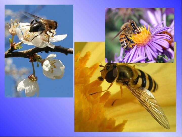 Пчёлы. Пчёлы — это одно из самых многочисленных семейств перепончатокрылых, распространенное всюду, где есть цветковые растения,