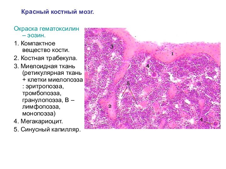 Красный костный мозг. Окраска гематоксилин – эозин.1. Компактное вещество кости.2. Костная
