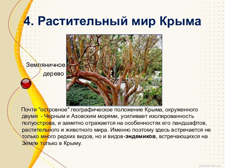 4. Растительный мир Крыма     Земляничное