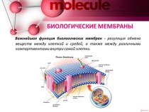 Биологические мембраны. Строение и состав мембран