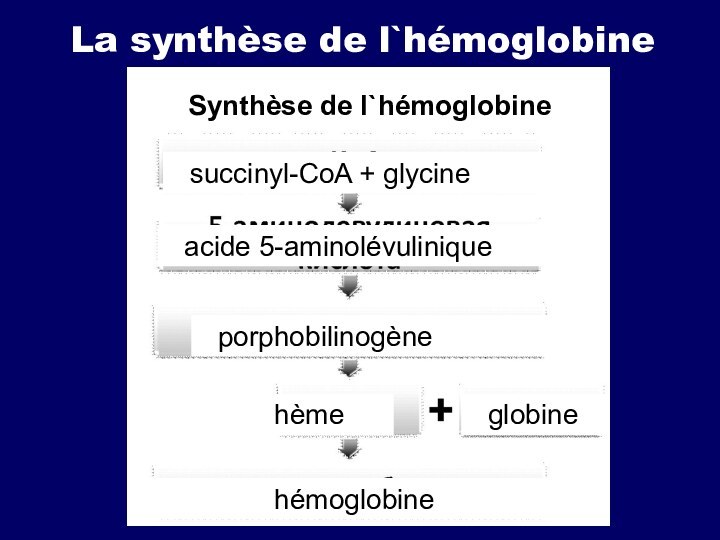 La synthèse de l`hémoglobineSynthèse de l`hémoglobinesuccinyl-CoA + glycineacide 5-aminolévuliniqueporphobilinogèneglobinehèmehémoglobine