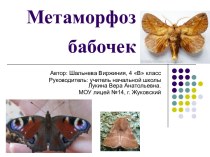 Метаморфоз бабочек