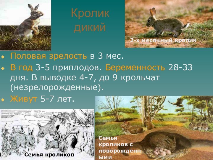 Кролик дикийПоловая зрелость в 3 мес. В год 3-5 приплодов. Беременность 28-33