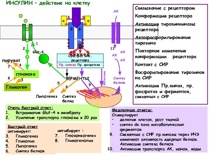 ИНСУЛИН – действие на клеткуглюкозаГликогенпируватФЕРМЕНТЫТКЛипогенез  Синтез