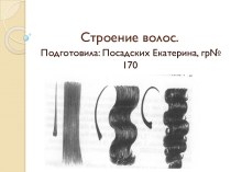Строение волос