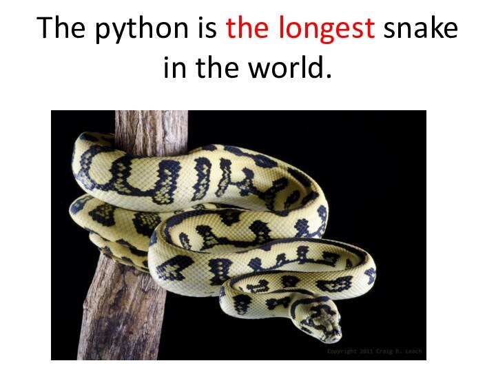 The python is the longest snake in the world.