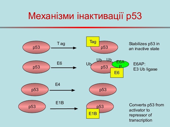 Механізми інактивації p53p53T agp53TagStabilizes p53 in an inactive statep53E6p53E6E6APUbUbUbE6AP: E3 Ub ligasep53p53E4