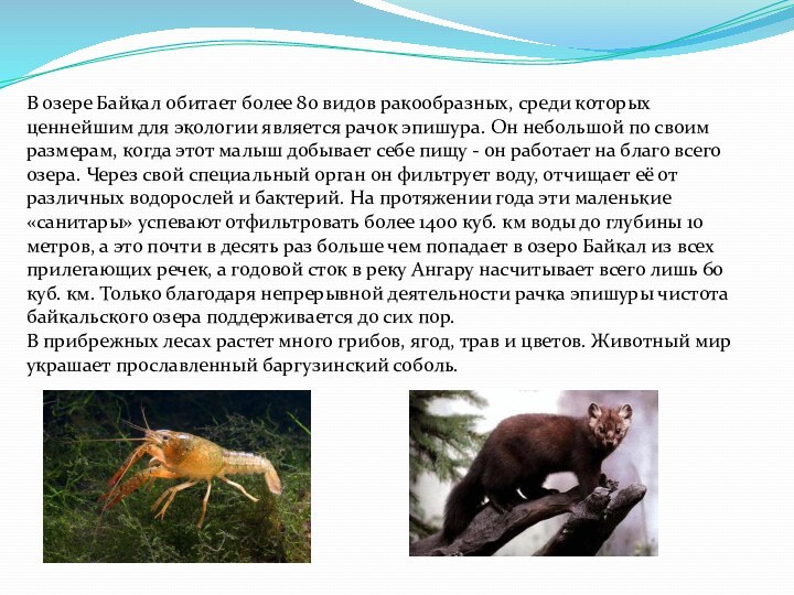 В озере Байкал обитает более 80 видов ракообразных, среди которых ценнейшим для