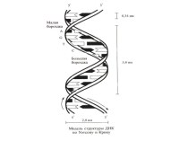 Предмет и методы генетики. Краткая история генетики. Законы Менделя