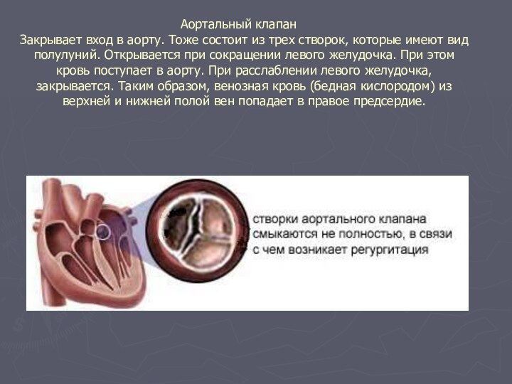 Аортальный клапан	 Закрывает вход в аорту. Тоже состоит из трех створок,