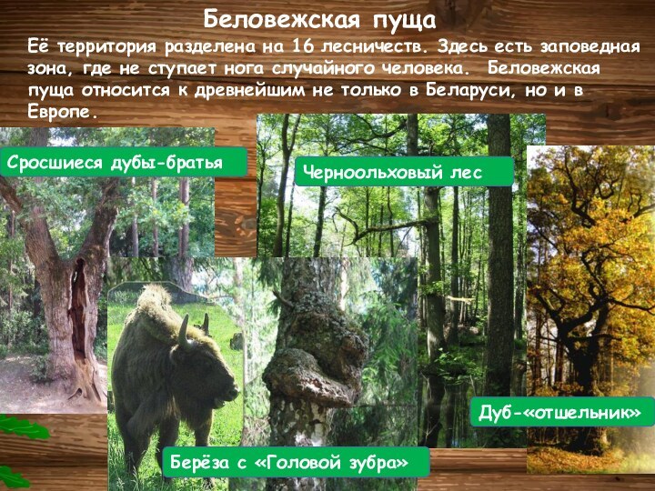 Беловежская пущаЕё территория разделена на 16 лесничеств. Здесь есть заповедная зона, где