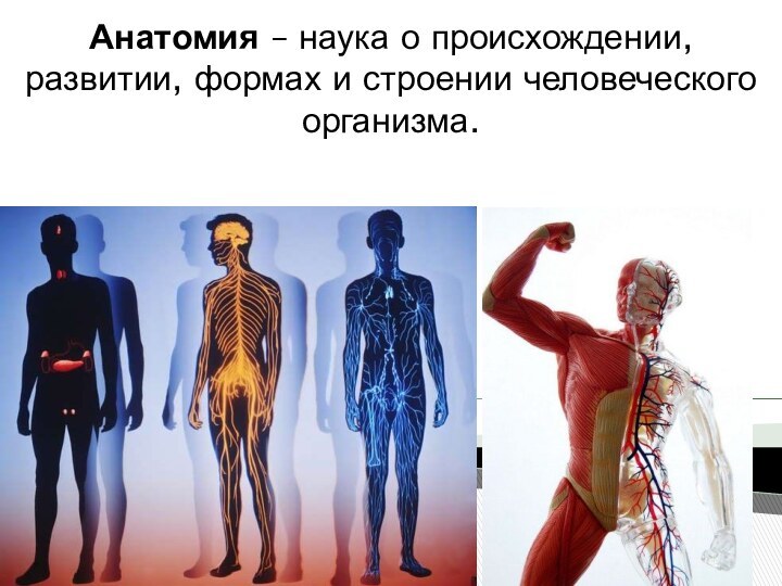 Анатомия – наука о происхождении, развитии, формах и строении человеческого организма.
