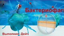 Бактериофаги. Основная роль