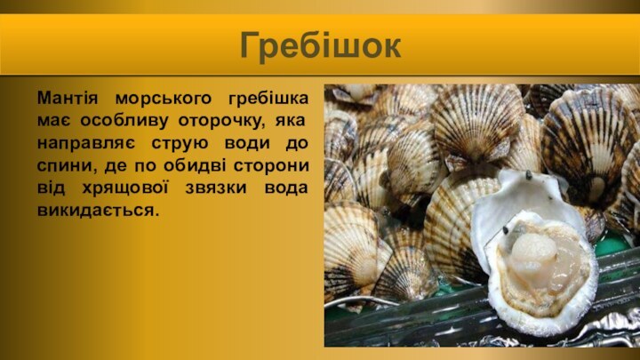 ГребішокМантія морського гребішка має особливу оторочку, яка направляє струю води до спини,