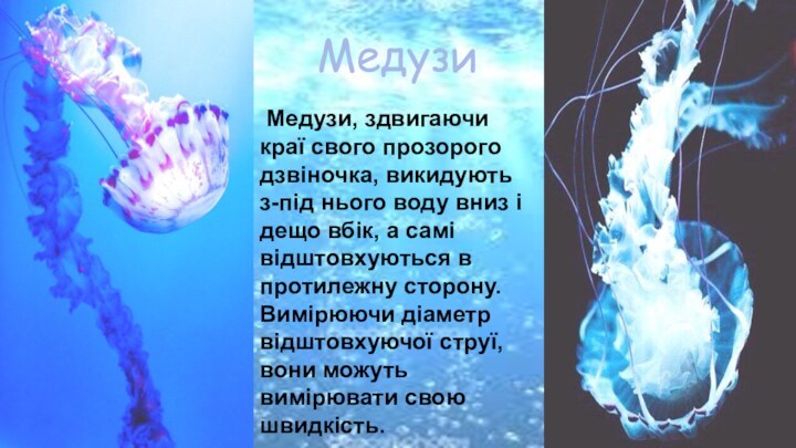 Медузи Медузи, здвигаючи краї свого прозорого дзвіночка, викидують з-під нього воду вниз