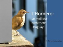 L’Hornero: Le meilleur architecte. Urugua