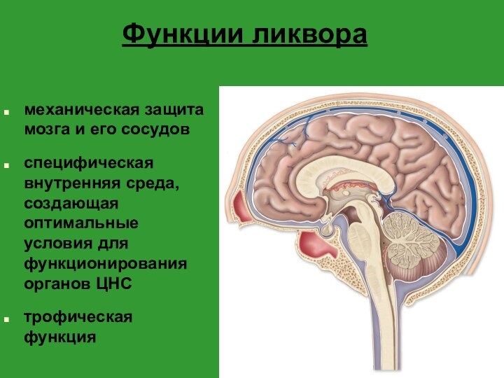 Функции ликворамеханическая защита мозга и его сосудовспецифическая внутренняя среда, создающая оптимальные условия