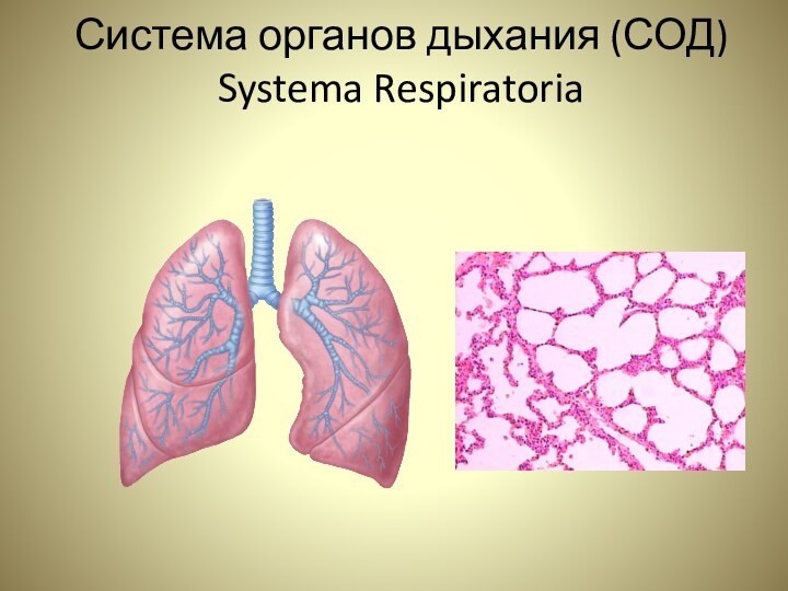 Система органов дыхания (СОД) Systema Respiratoria