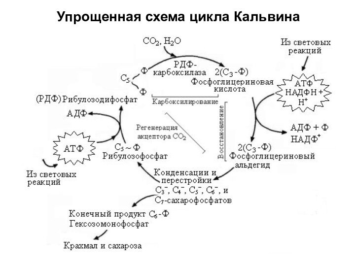 Упрощенная схема цикла Кальвина