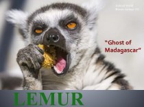 Lemur. Animal world