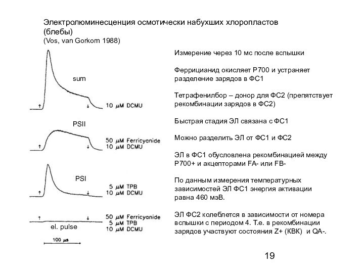 Электролюминесценция осмотически набухших хлоропластов (блебы)(Vos, van Gorkom 1988) el. pulseИзмерение через 10
