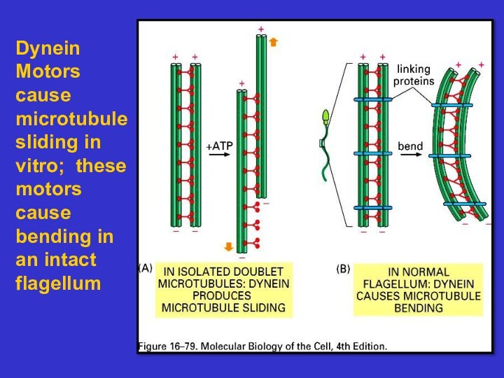 DyneinMotors causemicrotubulesliding invitro; thesemotors causebending inan intactflagellum